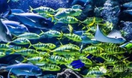 海底世界cf最新爆料是什么